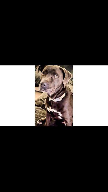 From Stray to Family 🐾❤️ Meet Our Cane Corso #rescuedog #canecorso