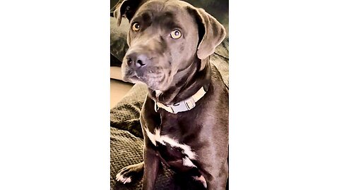 From Stray to Family 🐾❤️ Meet Our Cane Corso #rescuedog #canecorso