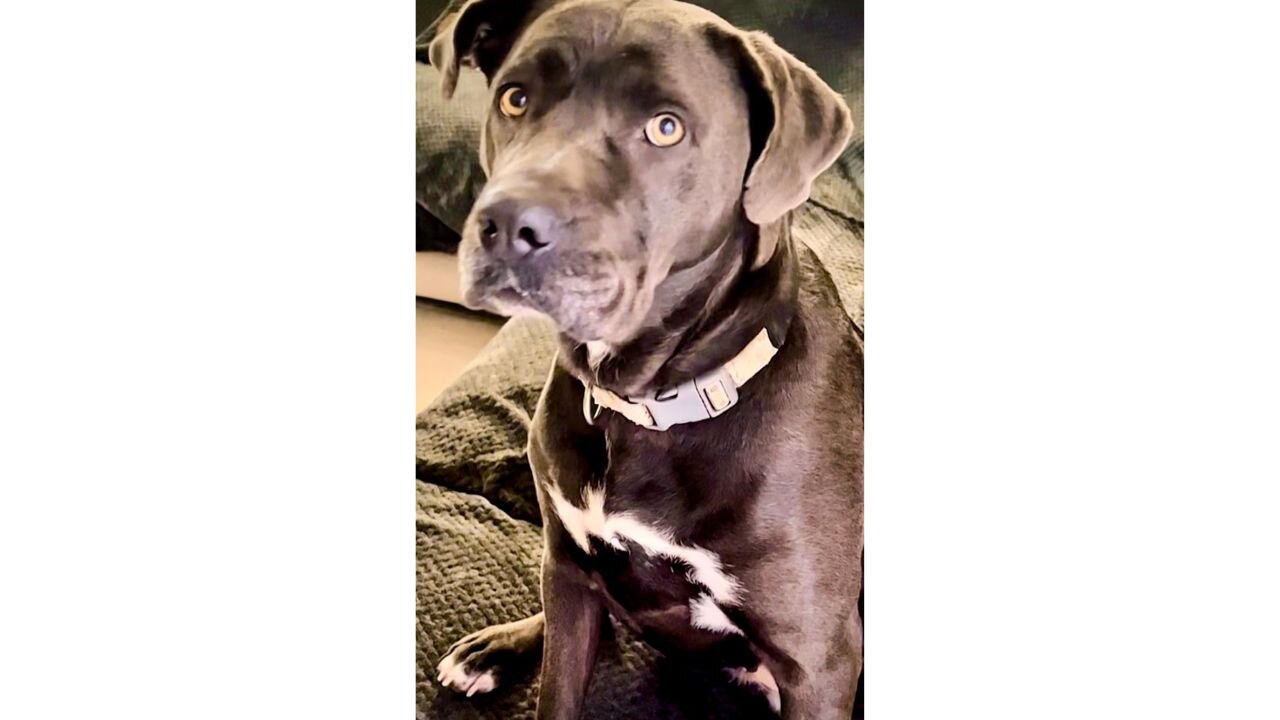 From Stray to Family 🐾❤️ Meet Our Cane Corso #rescuedog #canecorso