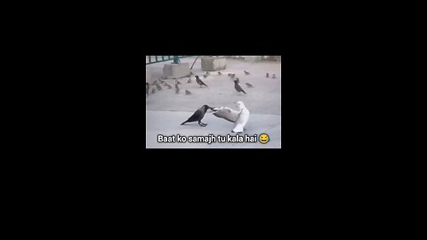 Bird 🐦 try
