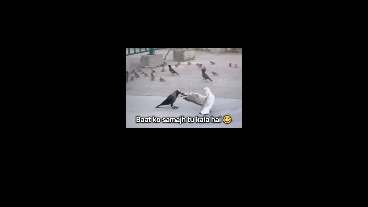 Bird 🐦 try