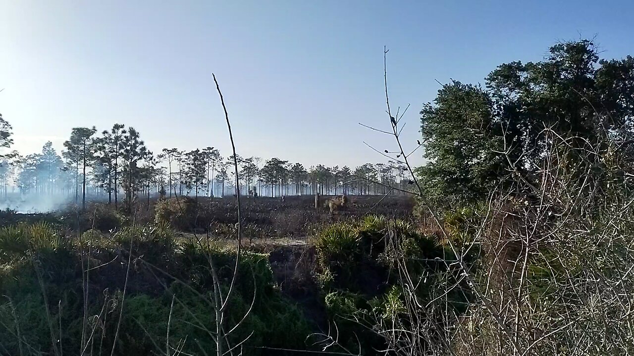 fire just across canal at end of power line Suburban Estates Osceola county Florida