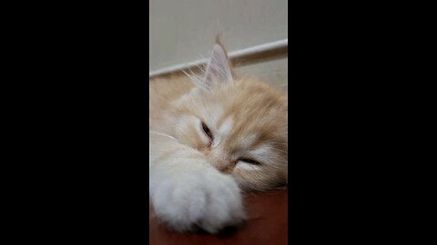 little ginger cat