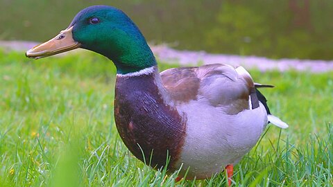 Impatient Mallard Duck Drake Finally Gets to Eat