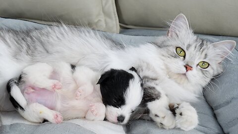 Orphaned puppy believes that the cat who adopted him is the best mom in the world.