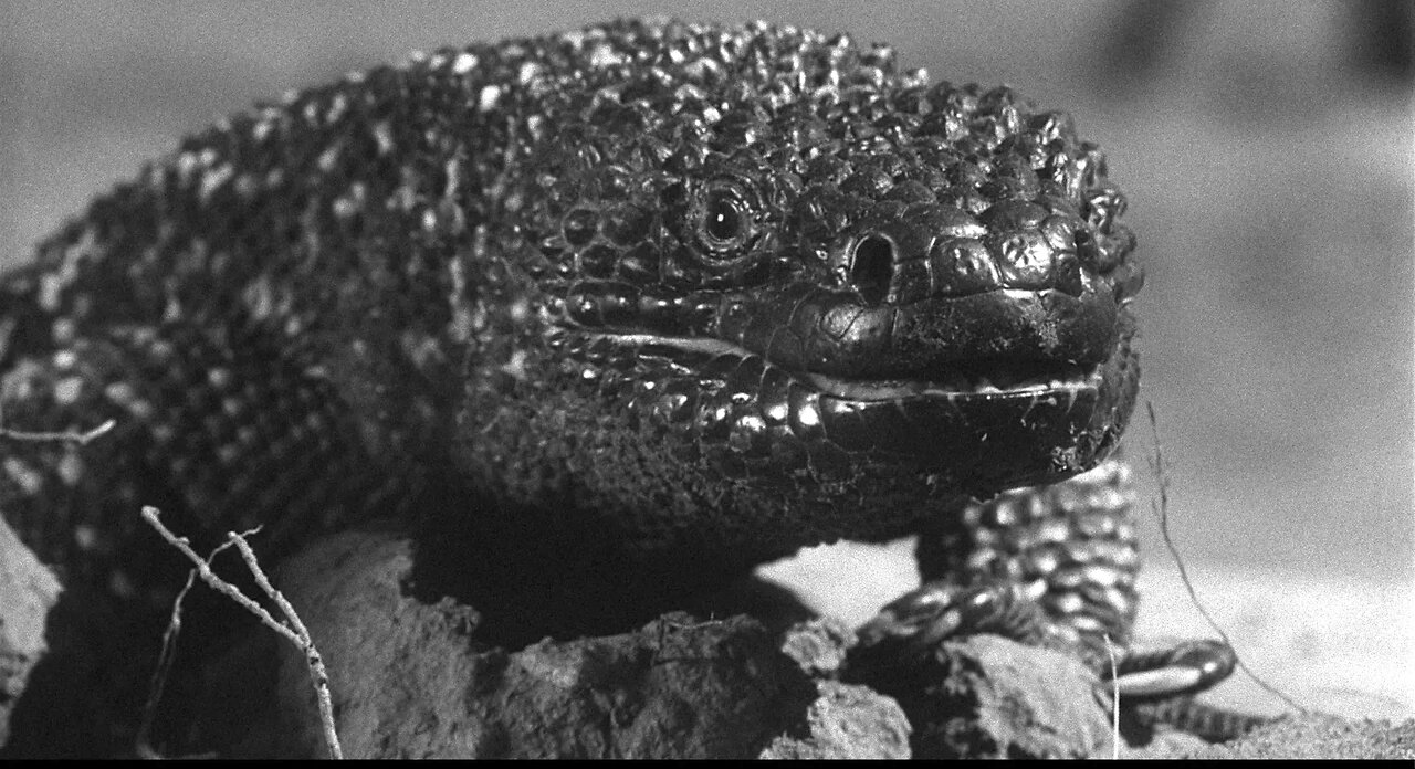 The Giant Gila Monster