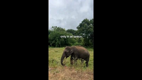 Welcome to Sri Lanka 🇱🇰