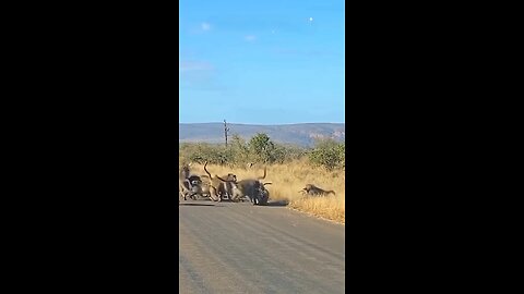 africa jungle me monkey 🐒 v/s leopard 🐆 attack full video
