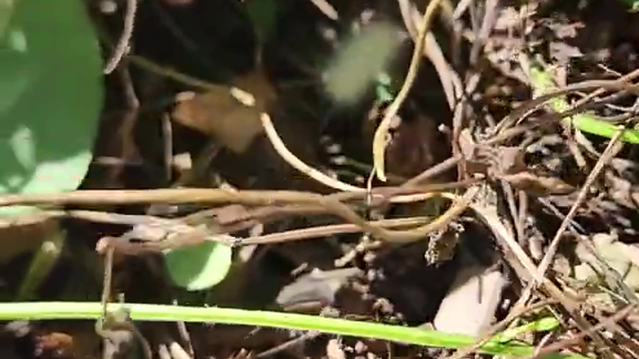lil' Calipillar Archive 08/15/2023