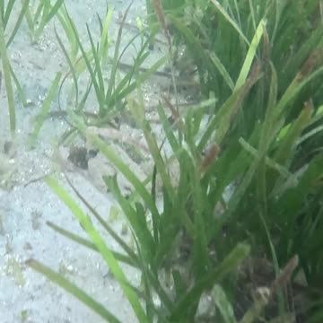 Snorkeling Through Serenity #mangrove