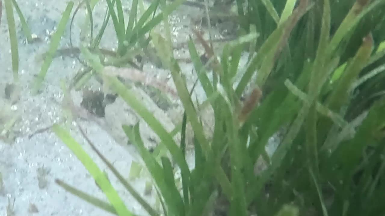 Snorkeling Through Serenity #mangrove