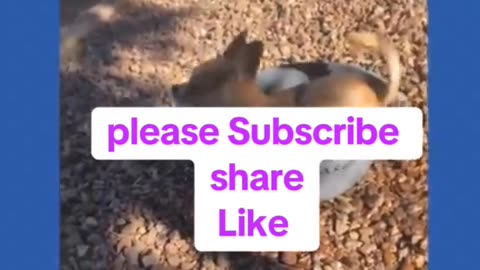 FUNNY PET FAILS|ANIMAL CHAOS 💯🔥