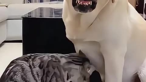 pets comedy, entertainment