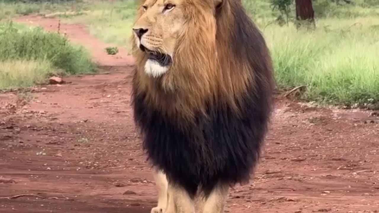 A majestic couple