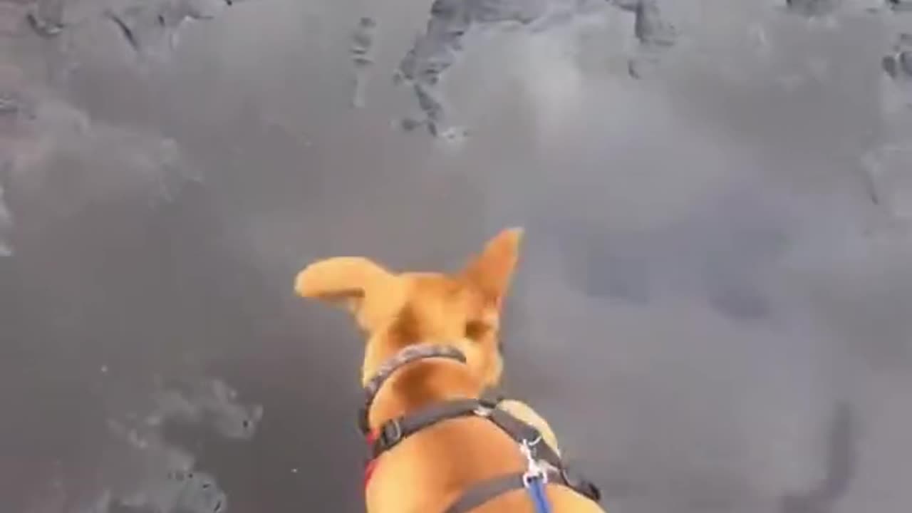 Funny animals