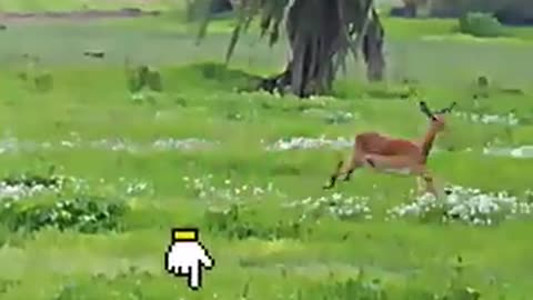 animals