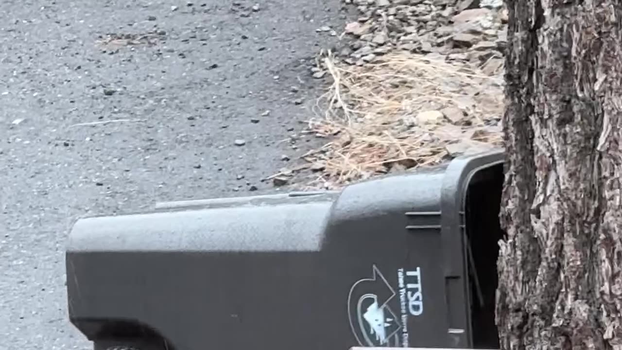 Trash Bin Mistaken for Cybertruck