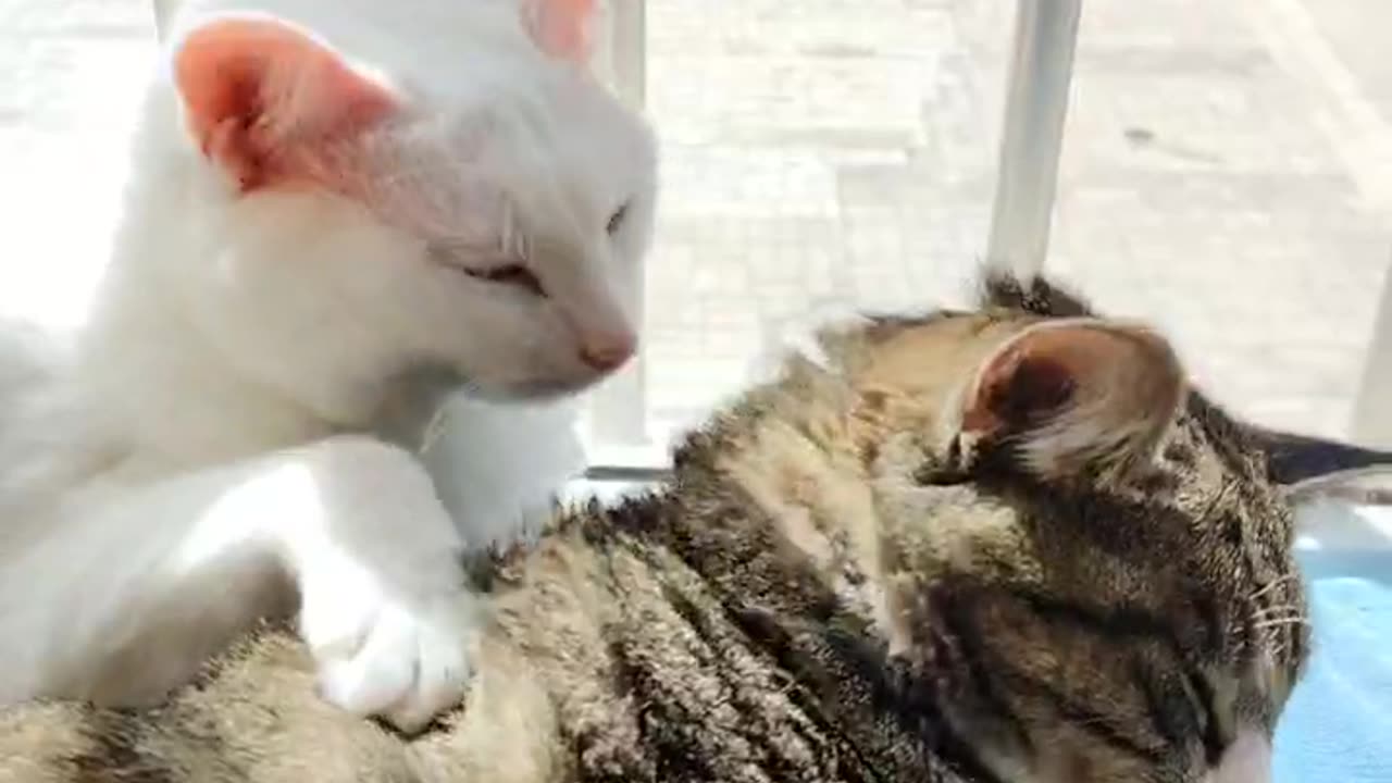 Domestic cat