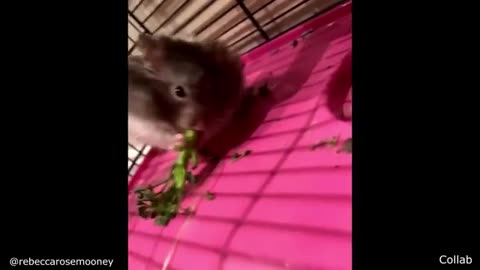 Caught on camera: pets being dramatic for no reason 🐾