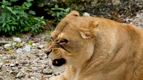 Lion in relaxing mood