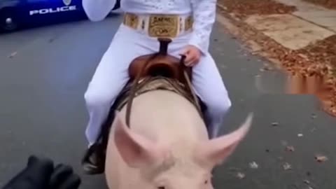 Hit It Porkchop
