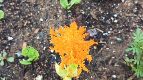 Celosia Plumosa