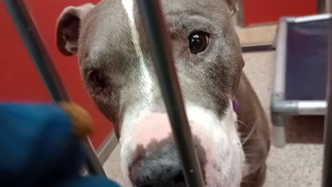 Apollo 9y A682287 kennel 27 pod 1 PACC shelter Apollo yearly goes 2 PACC shelter 4 vacay?20251116378