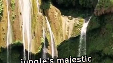 The Jungle #kids #kidsshorts