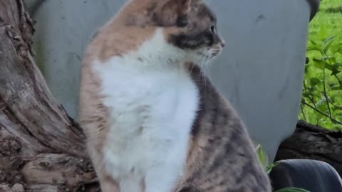 Miss Kitty.