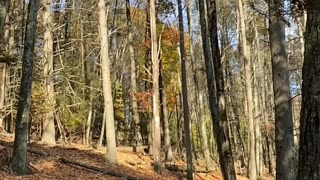 SLOW MOTION LEAVES FALLING!