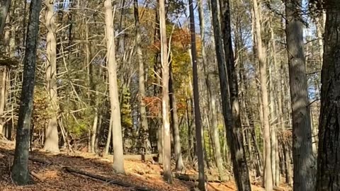 SLOW MOTION LEAVES FALLING!