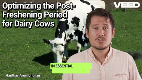 Optimizing the Post-Freshening Period for Dairy Cows