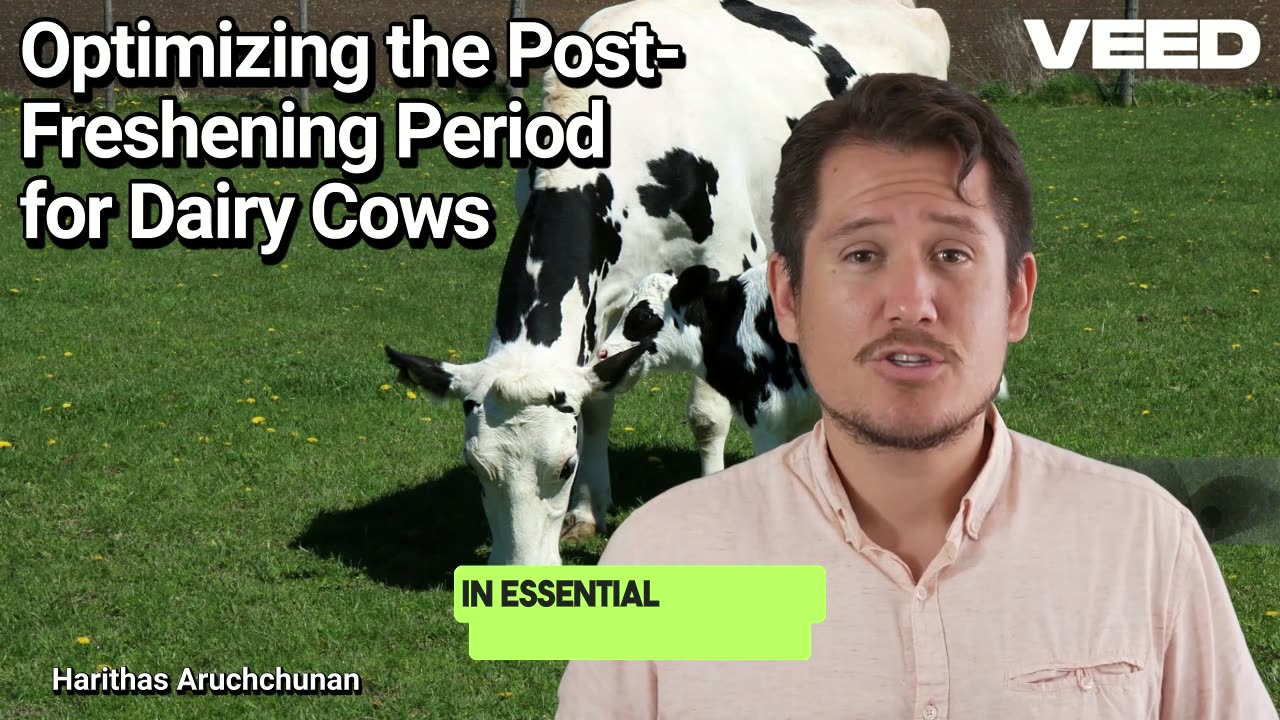 Optimizing the Post-Freshening Period for Dairy Cows