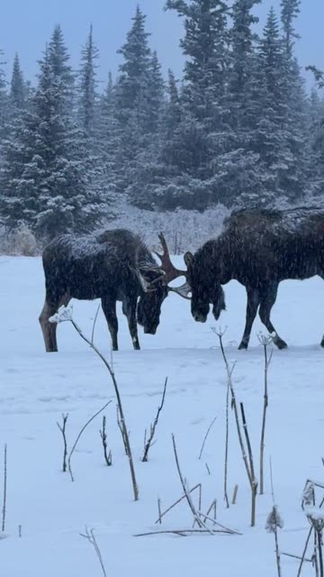 Moose Sparring in a Snowy Field