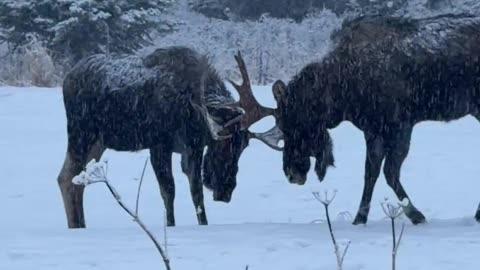 Moose Sparring in a Snowy Field