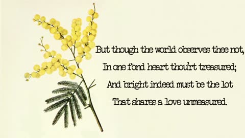 Acacia, Yellow - The Language of Flowers