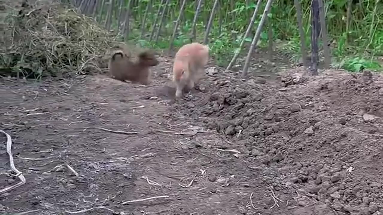 Who knew watermelons could be the ultimate bunny hideout?