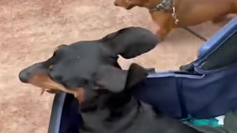 Paralyzed Dog Racing
