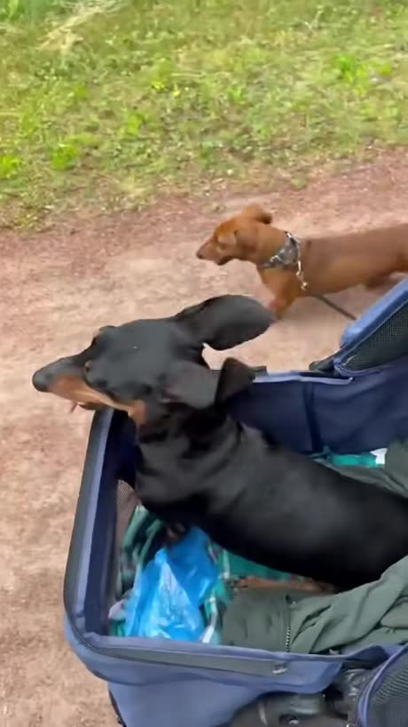 Paralyzed Dog Racing