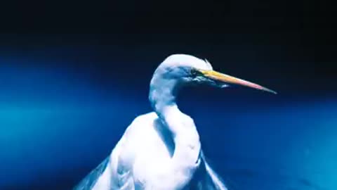 FaithNoMore "Caffeine"