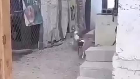 😂 Funny Animal Videos That I Found for You | Try Not to Laugh!
