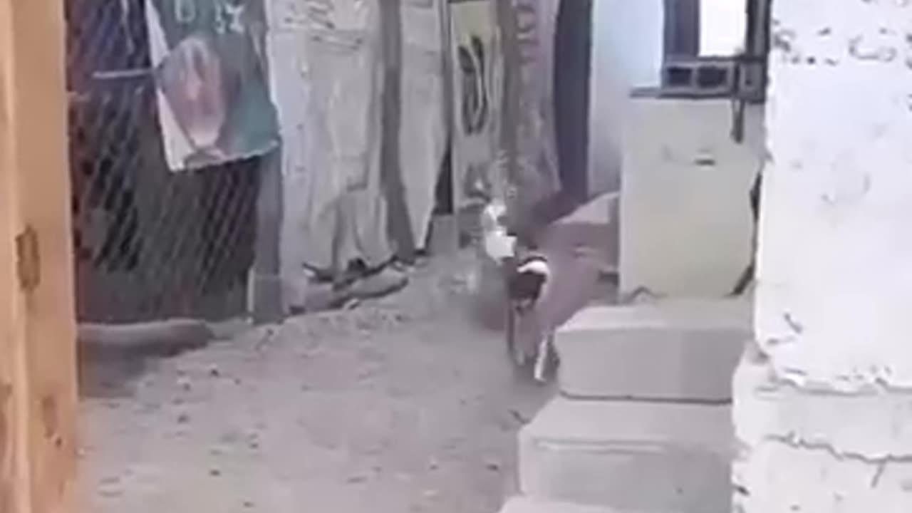 😂 Funny Animal Videos That I Found for You | Try Not to Laugh!
