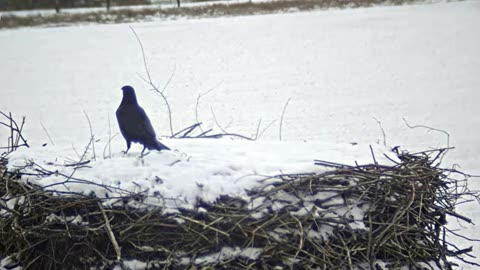 Birds visiting a stork's nest in winter