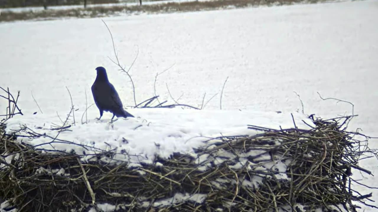 Birds visiting a stork's nest in winter