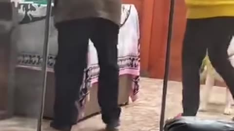 全世界的狗子都害怕妈妈这个词
