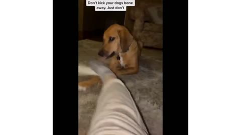 Funniest Animals 🥰🥰🥰