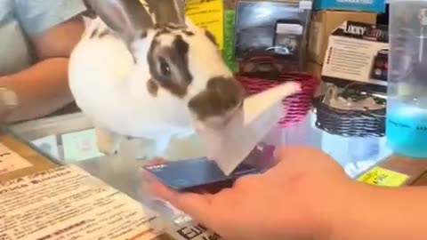 The middle man but in this came the middle rabbit 🤣
