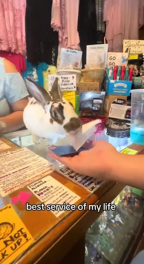 The middle man but in this came the middle rabbit 🤣