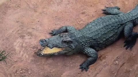 The crocodile might want to come up and play with me.