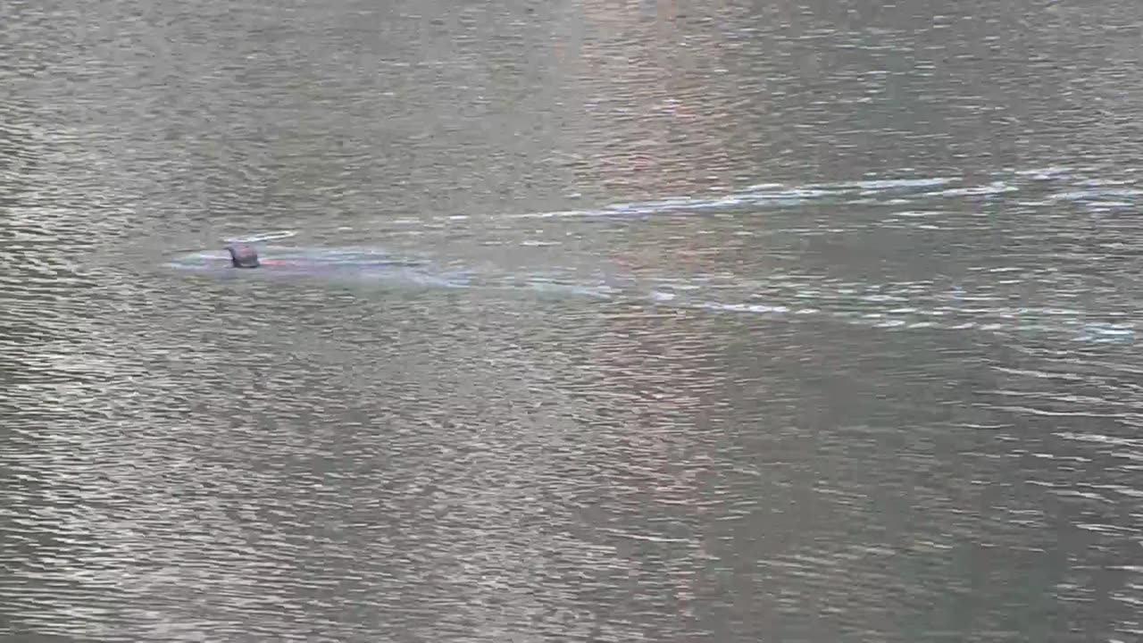 "NATURE'S UNEXPECTED SWIMMER"